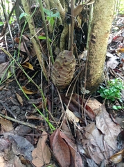 Zamia prasina