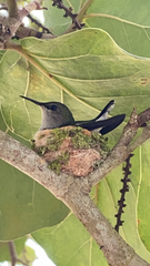 Mellisuga minima