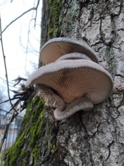 Pleurotus ostreatus