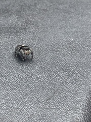 Phidippus audax