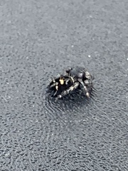 Phidippus audax