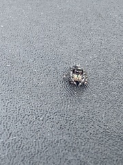 Phidippus audax
