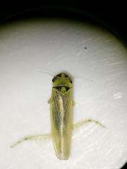 Macrosteles laevis