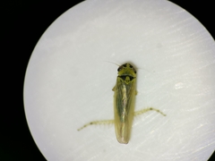 Macrosteles laevis