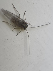 Teliapsocus