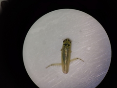 Macrosteles laevis