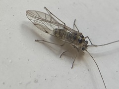 Teliapsocus