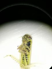 Macrosteles laevis