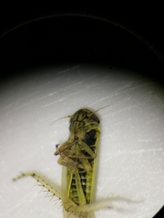 Macrosteles laevis