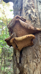 Cerioporus squamosus