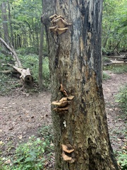 Cerioporus squamosus