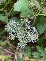 Angelica genuflexa