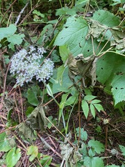 Angelica genuflexa
