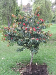 Calliandra trinervia