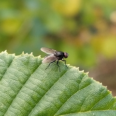Hydrotaea albipuncta