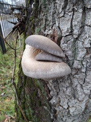 Pleurotus ostreatus