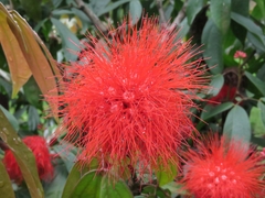 Calliandra trinervia