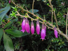 Latua pubiflora