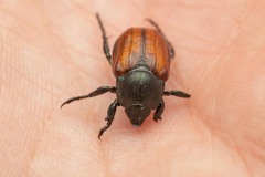 Anisoplia tempestiva