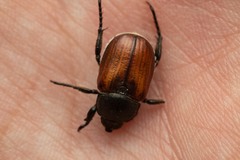 Anisoplia tempestiva