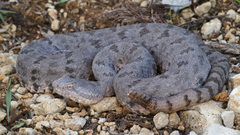 Crotalus aquilus