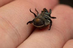 Anisoplia tempestiva