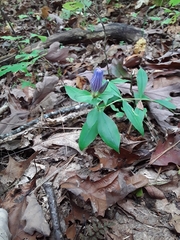 Gentiana austromontana