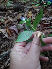 Gentiana austromontana