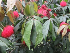 Calliandra trinervia