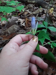 Gentiana austromontana