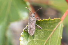 Loxocnemis dentator