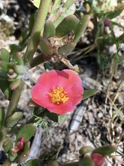 Portulaca cryptopetala