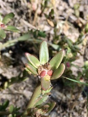 Portulaca cryptopetala
