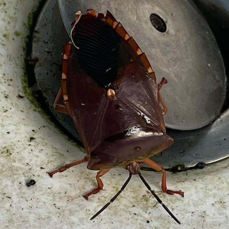 Eusthenes polyphemus