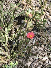 Portulaca cryptopetala