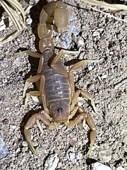 Parabuthus pallidus