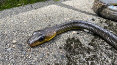 Chironius multiventris