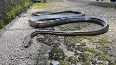 Chironius multiventris