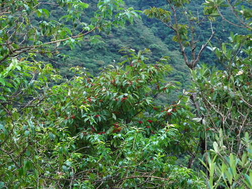Ilex micrococca iNat (2)