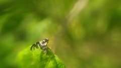 Sphaeniscus