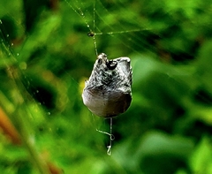 Popillia japonica