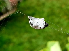 Popillia japonica