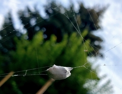 Popillia japonica