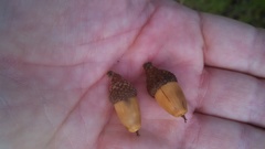 Quercus wislizeni wislizeni