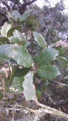 Quercus wislizeni wislizeni