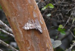 Hamadryas epinome