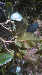 Quercus wislizeni wislizeni