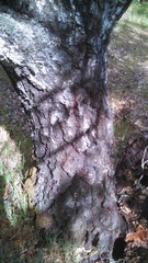 Quercus wislizeni wislizeni