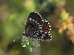 Lepidochrysops robertsoni