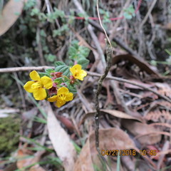 Chaetolepis microphylla
